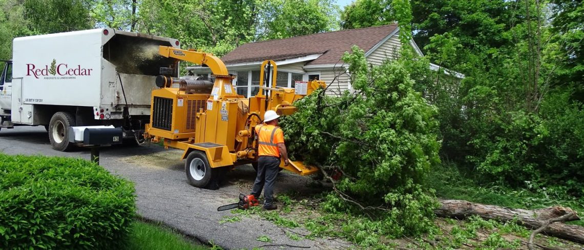 Top Benefits of Professional Tree Care Services for Your Landscape