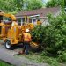 Top Benefits of Professional Tree Care Services for Your Landscape